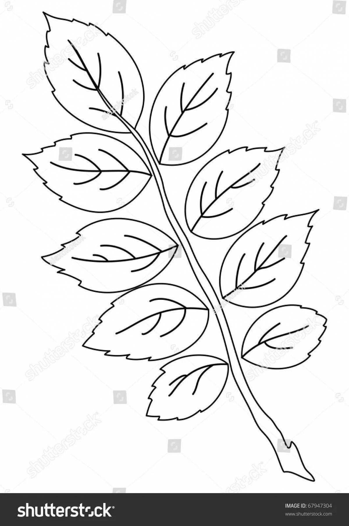 Multiple coloring pages of leaves on a branch
