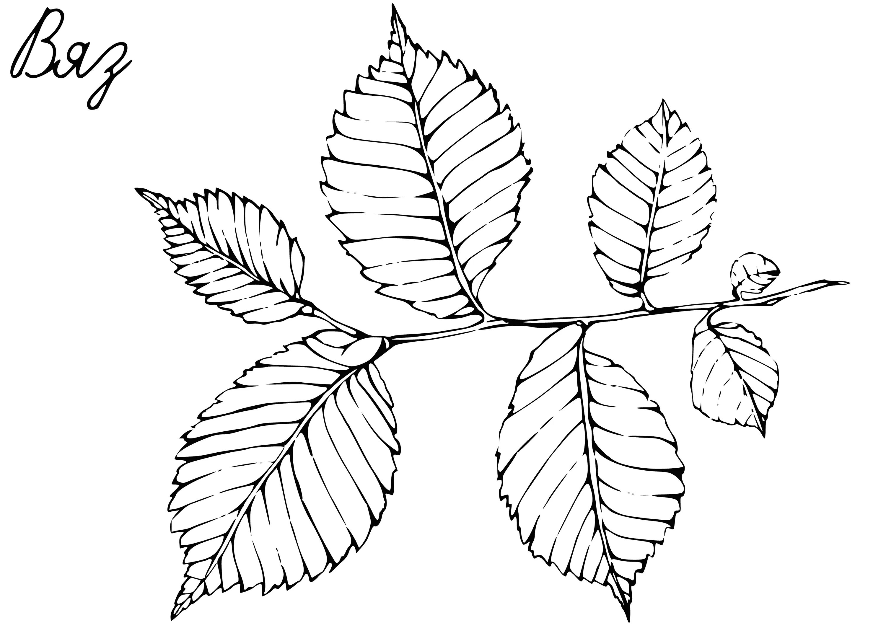 Раскраска ветка с листьями для детей