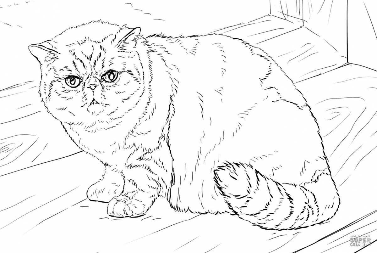 Tiny scottish fold kitten coloring page