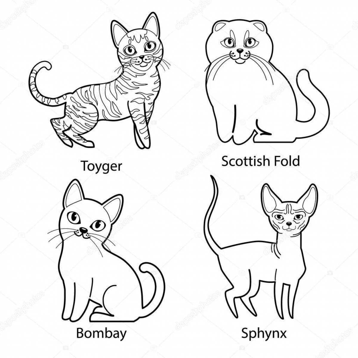 Раскраска мягкие шотландские вислоухие котята