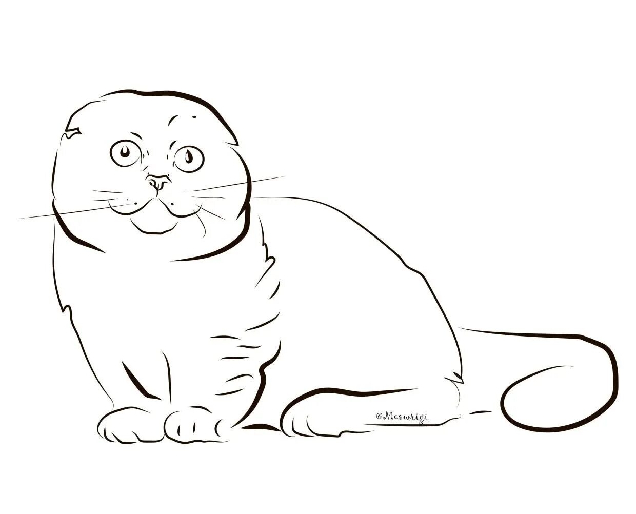 Scottish fold kittens #15