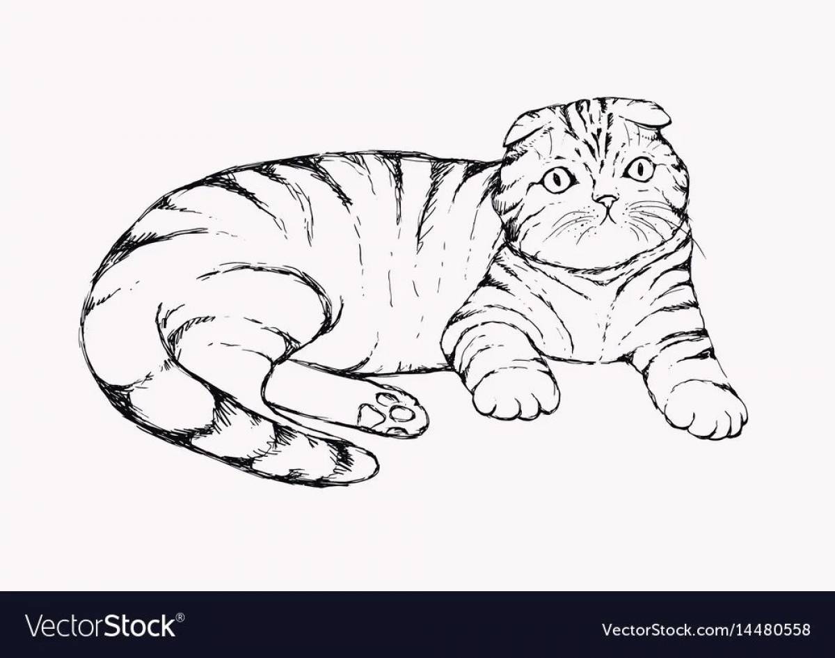 Scottish fold kittens #17