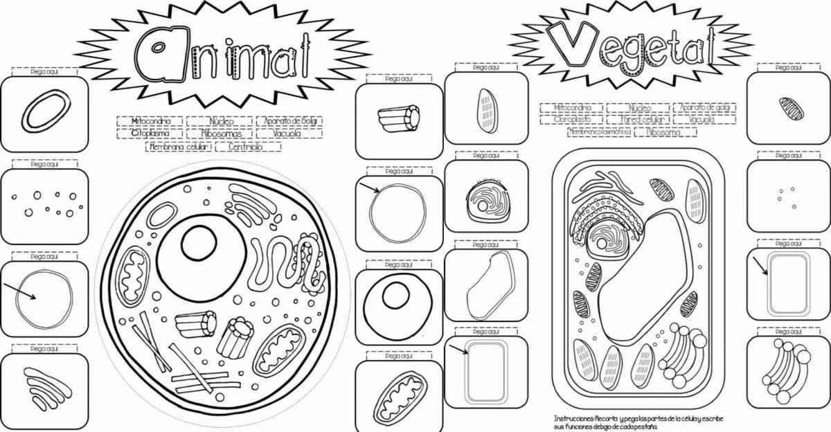 Detailed plant cell structure coloring page