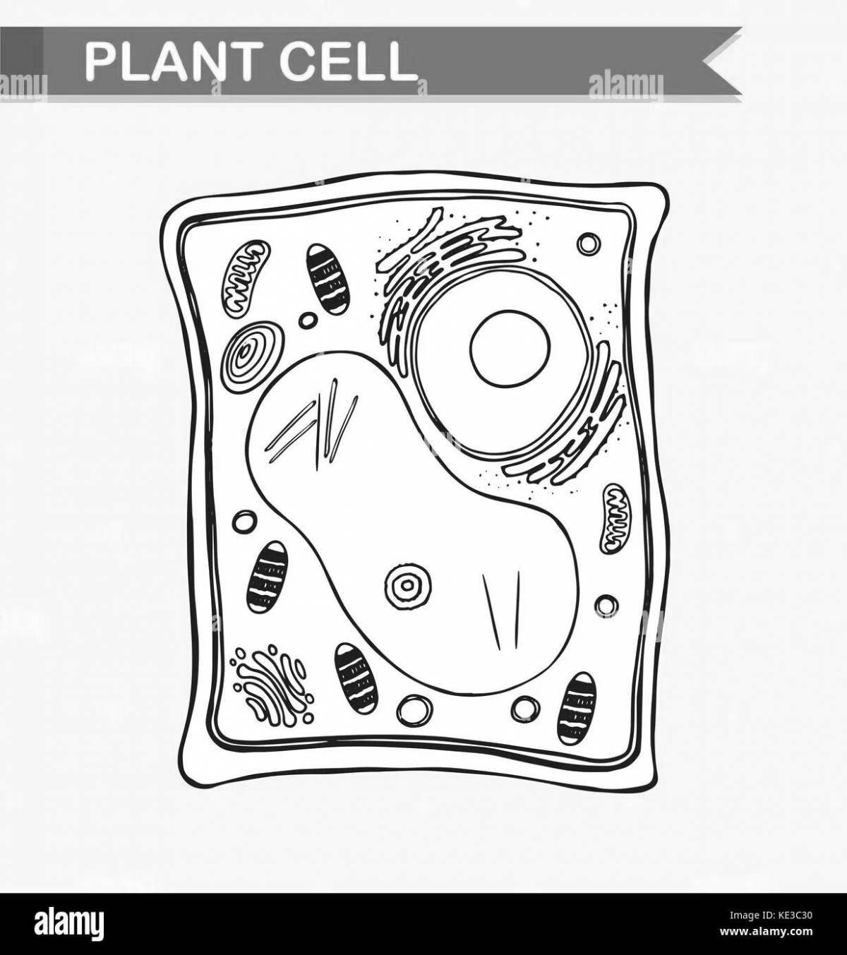Coloring book bright structure of plant cells