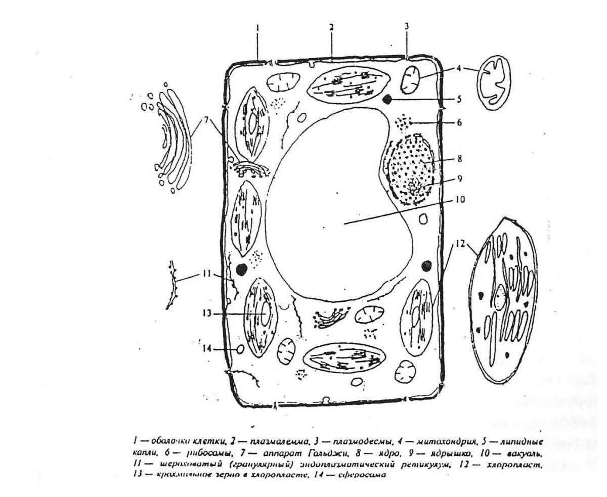 Coloring page of complex plant cell structure