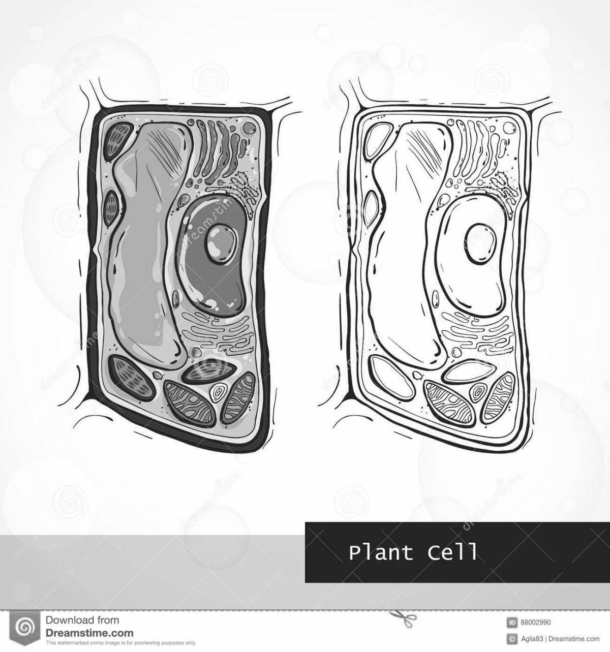 Привлекательная страница раскраски структуры клеток растений