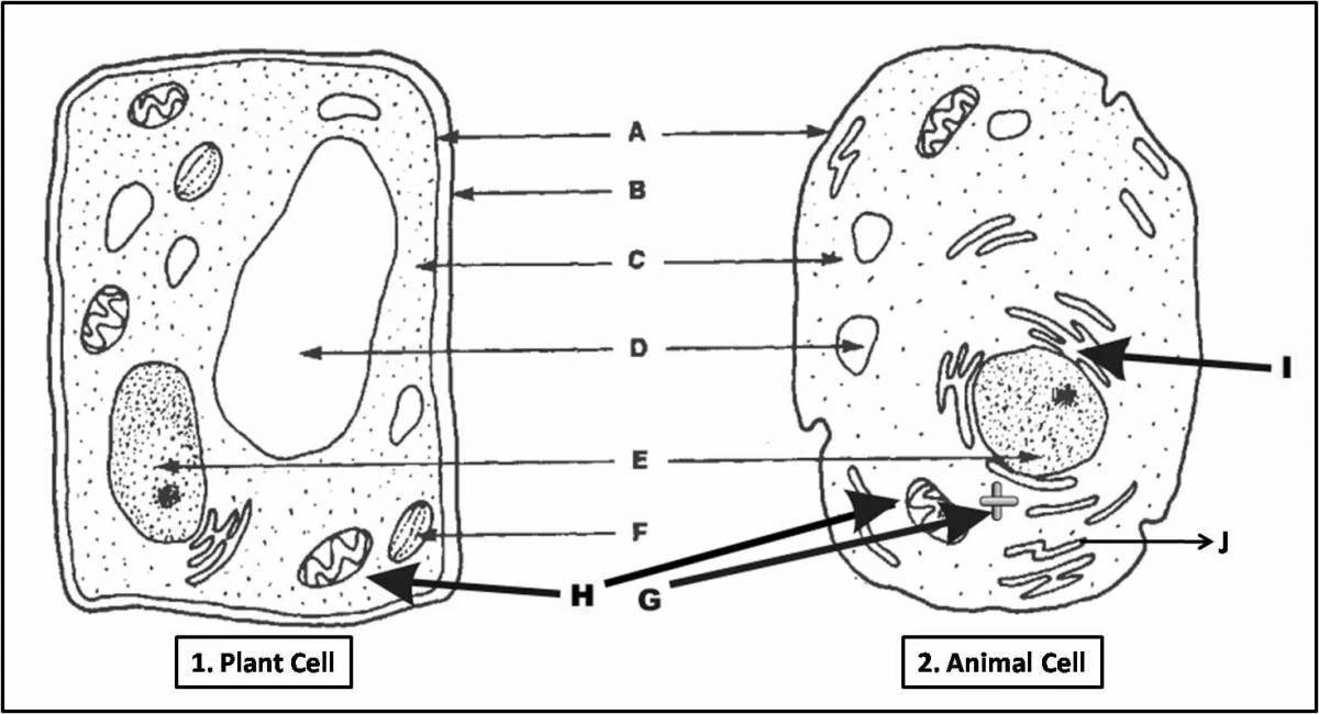 Coloring page of amazing plant cell structure