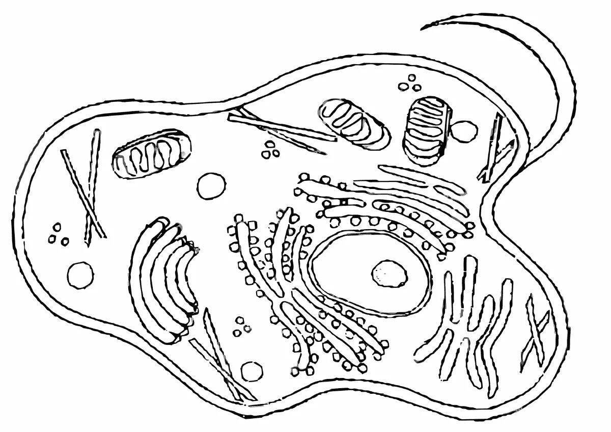 Нарисовать клетку по биологии. Раскраски по биологии для старших классов. Квантовая биология раскраска. Раскраска строение Бельчих. Раскраска строение белки в разрезе.