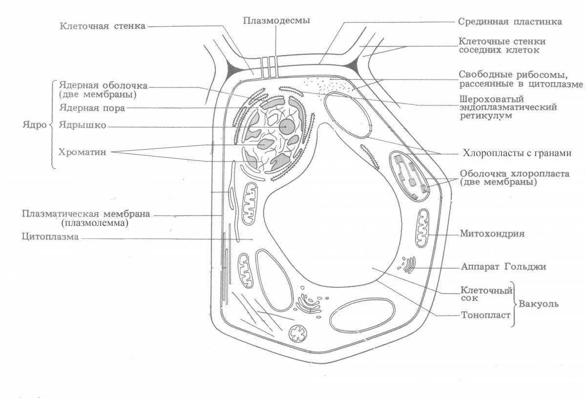 Coloring page beautiful structure of plant cells