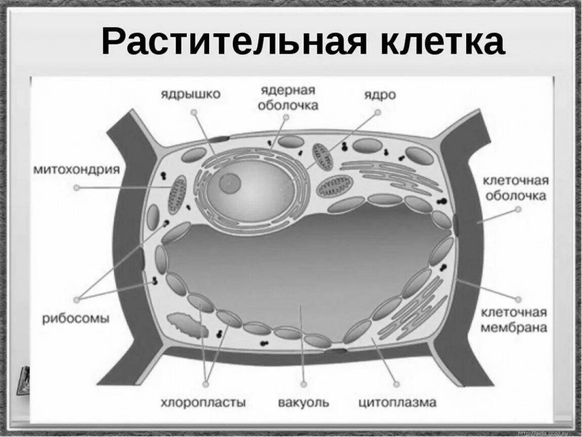 Great plant cell structure coloring page