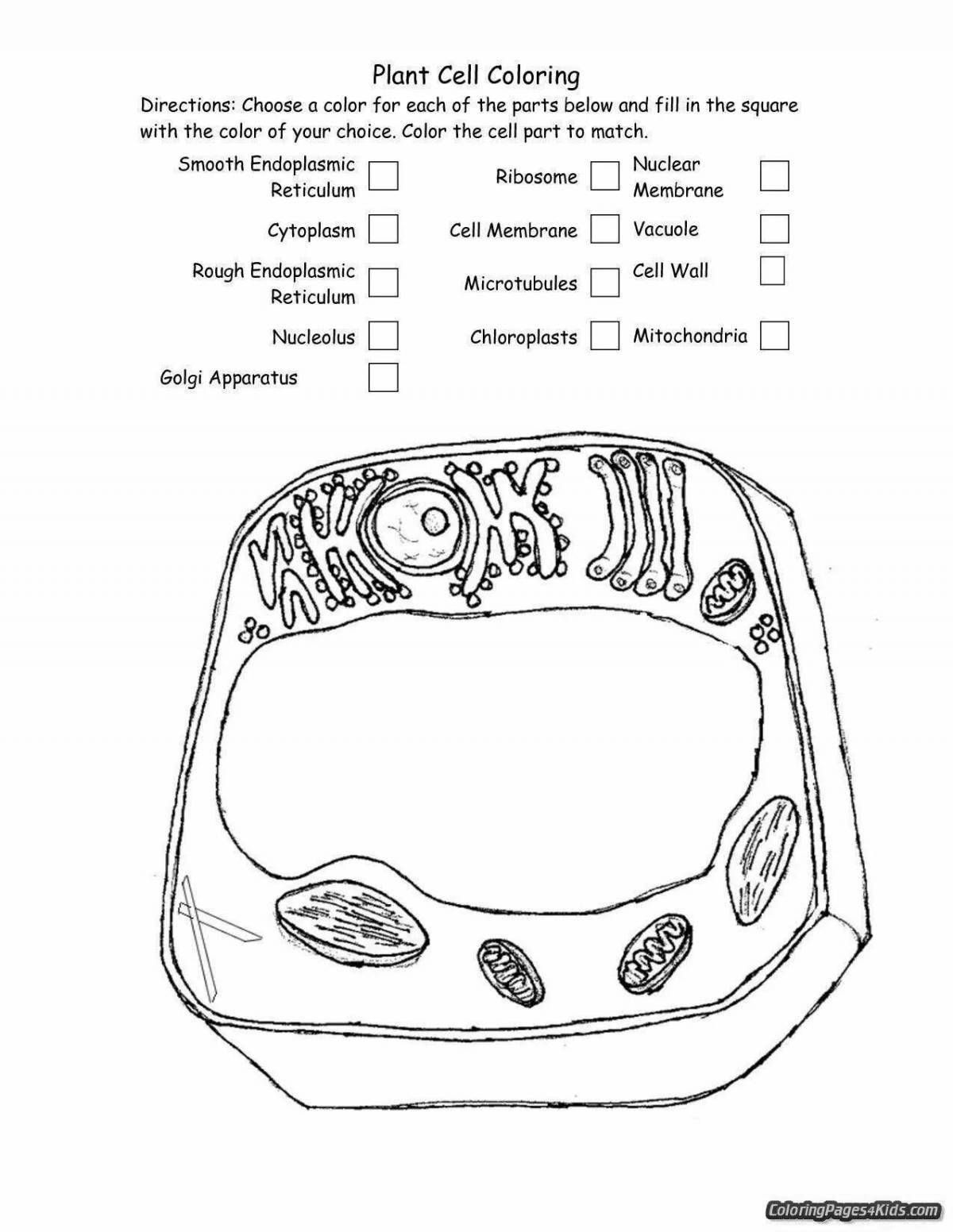 Coloring page of plant cell radiant structure