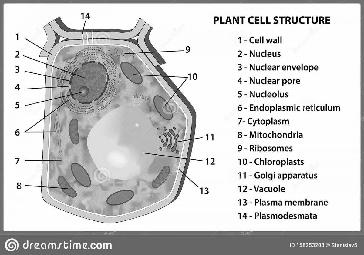 Animated plant cell structure coloring page