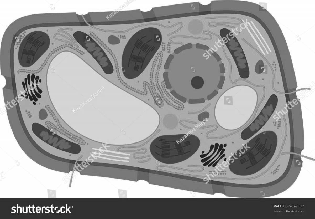 Coloring creative plant cell structure