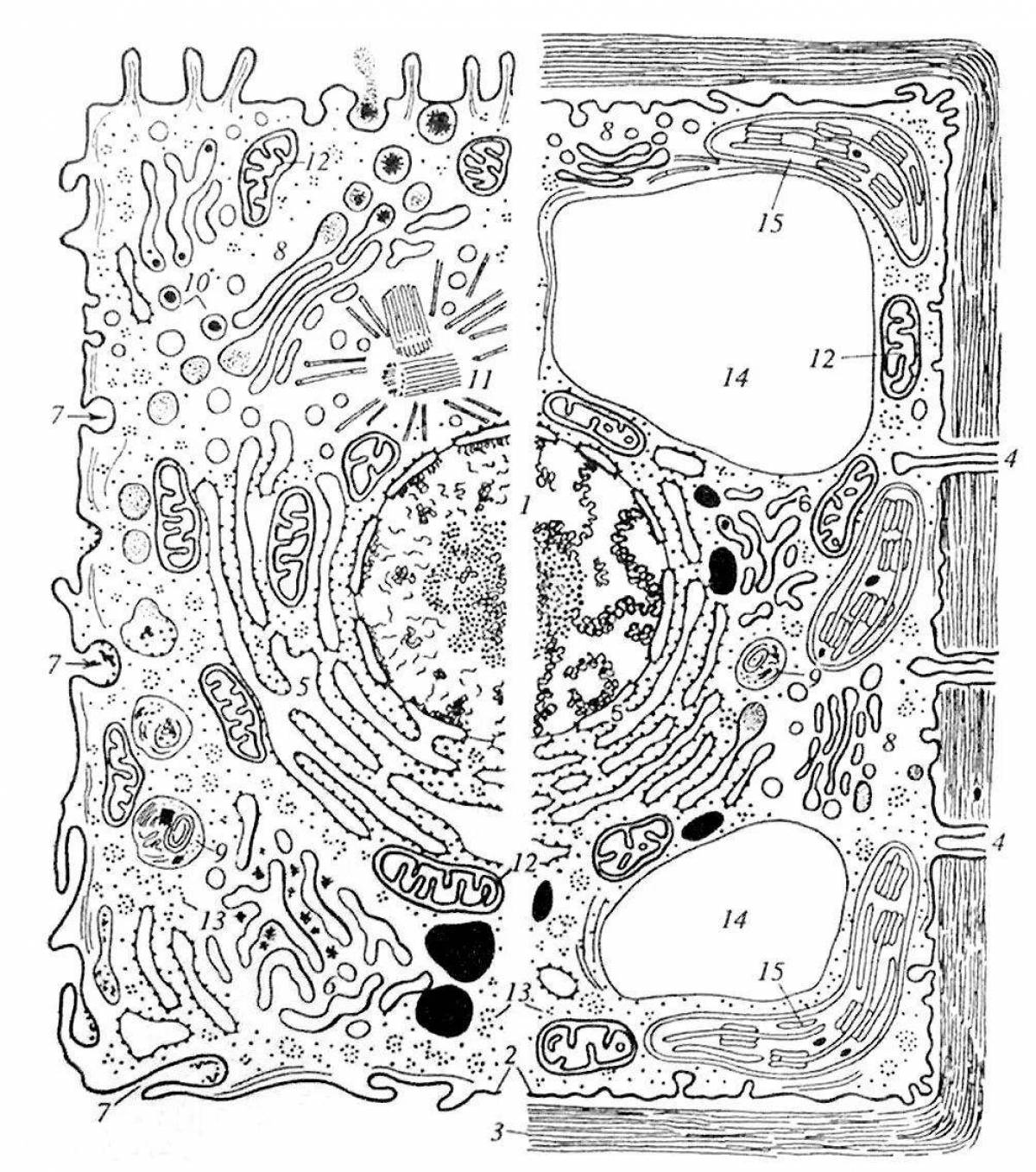 Coloring page of unique plant cell structure