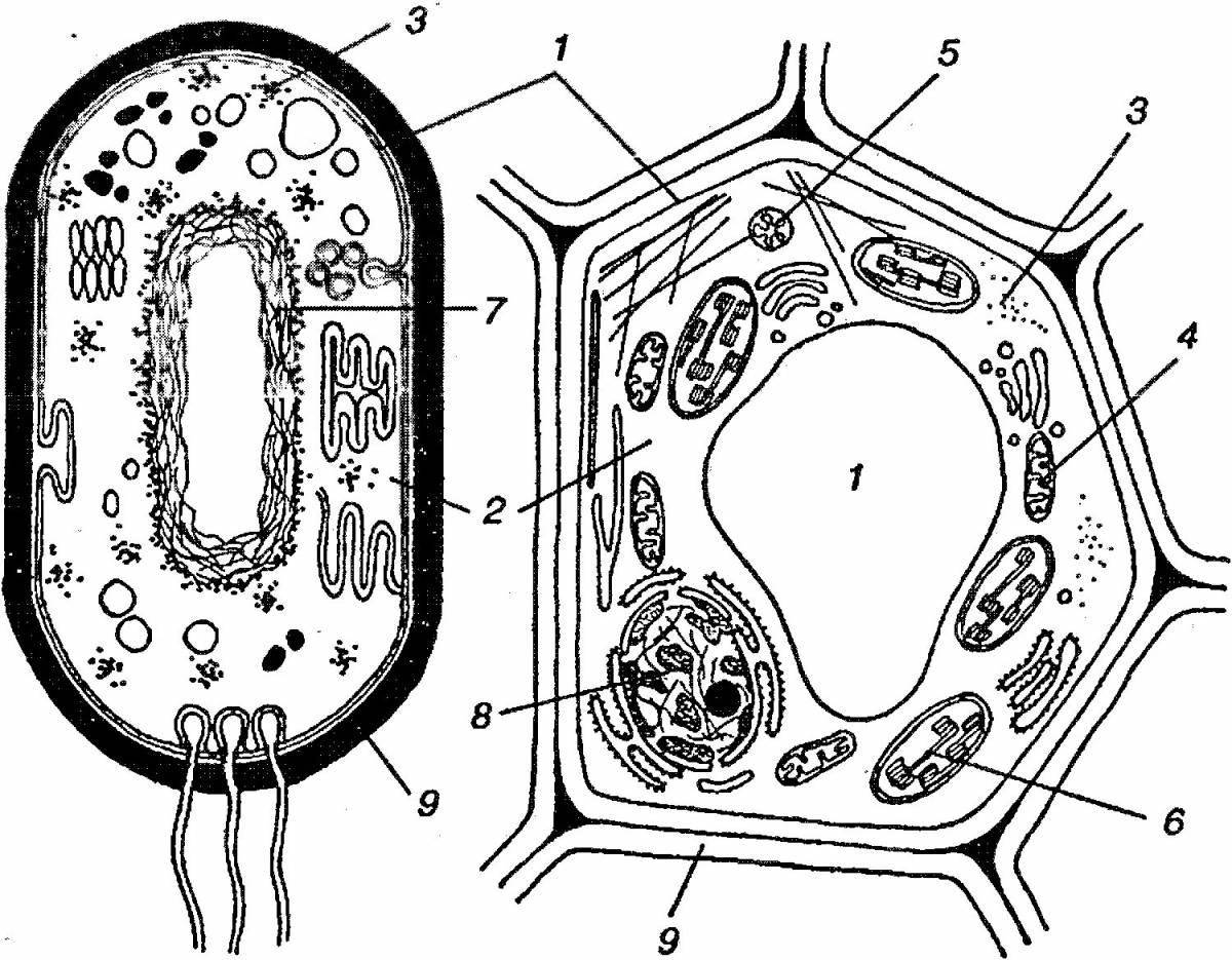 Coloring page of artful plant cell structure