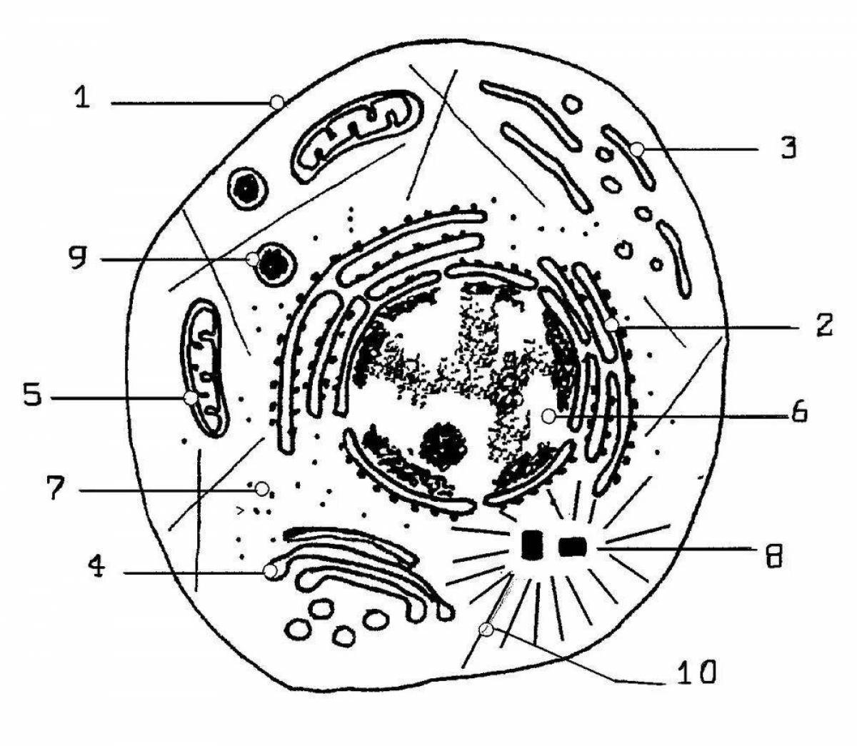 Coloring page elegant plant cell structure