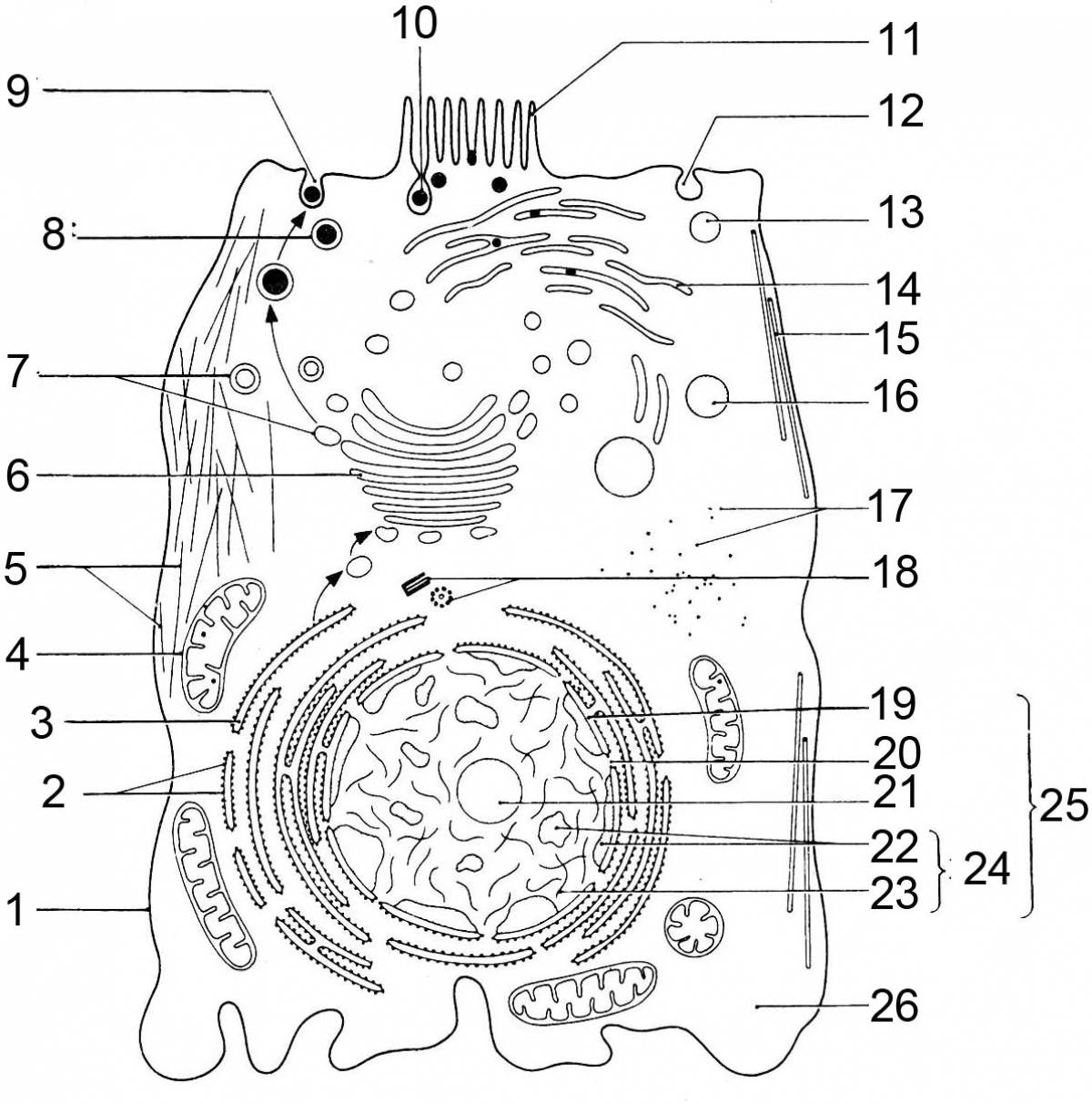 Coloring page graceful structure of plant cells