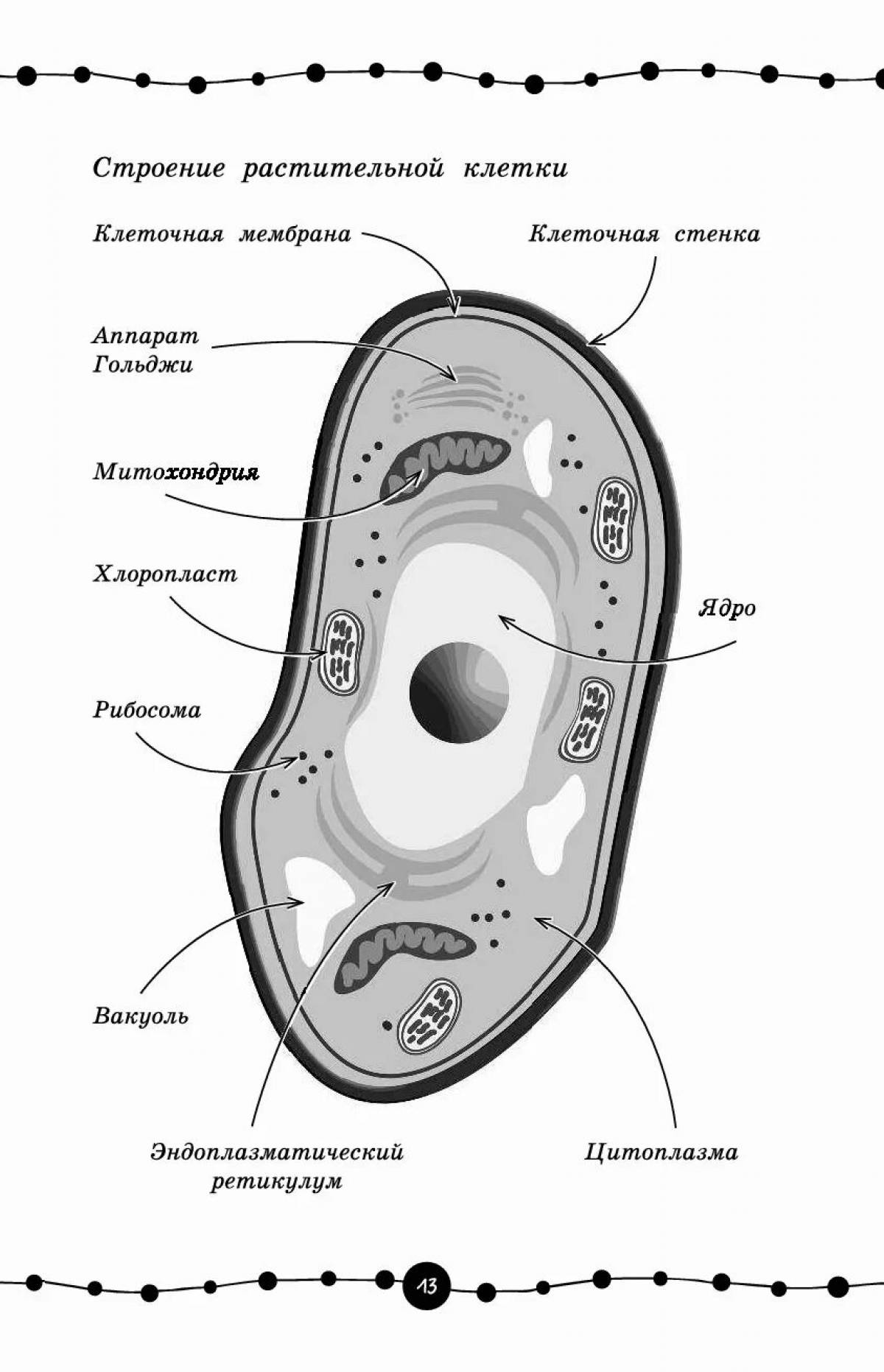 Coloring book refined plant cell structure