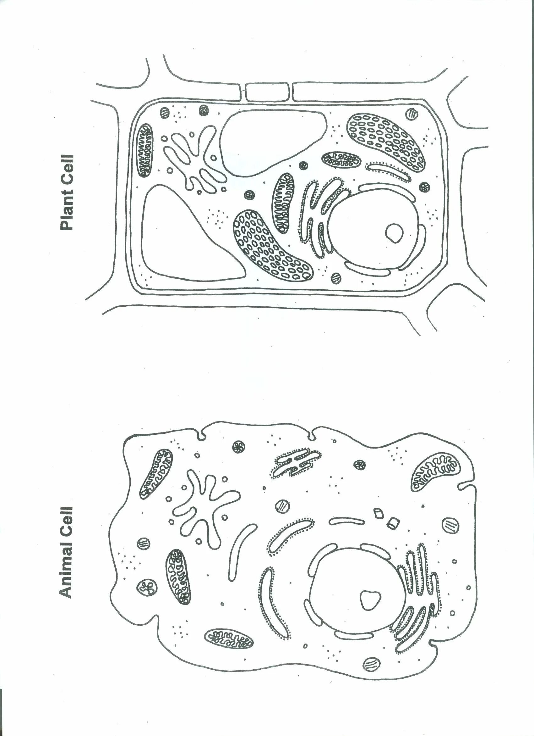 Coloring the delicate structure of a plant cell