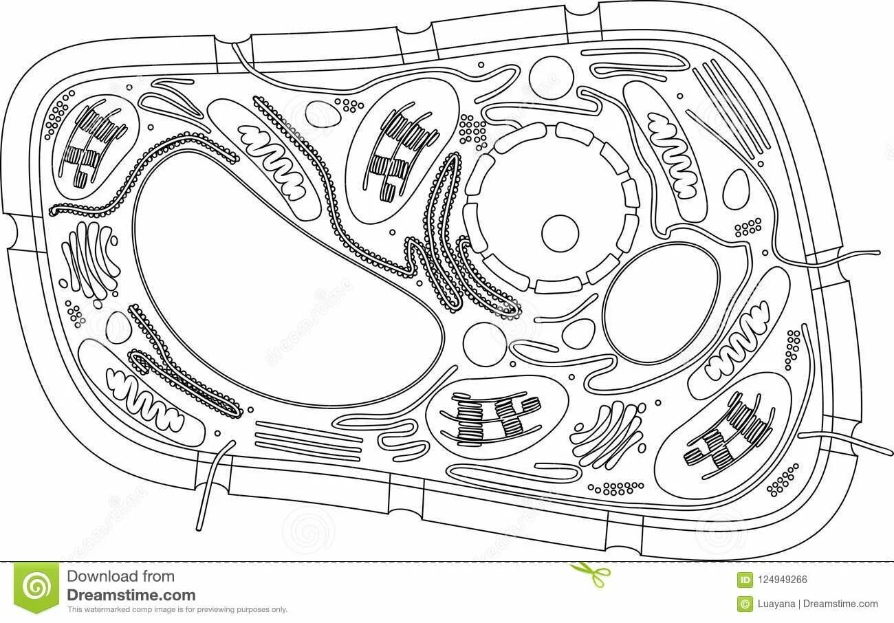 Ornate Plant Cell Coloring Page