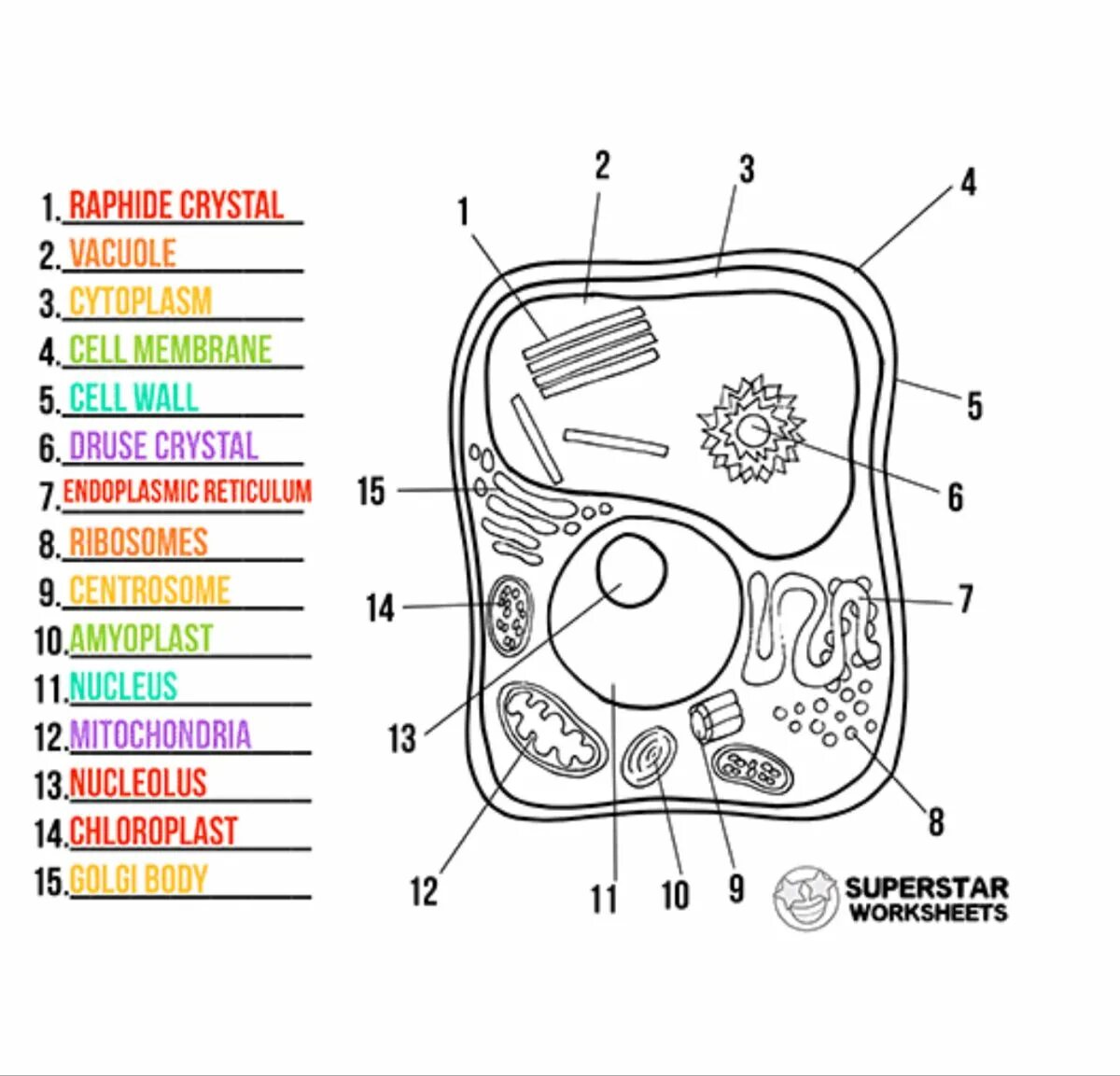 Coloring the complex structure of a plant cell