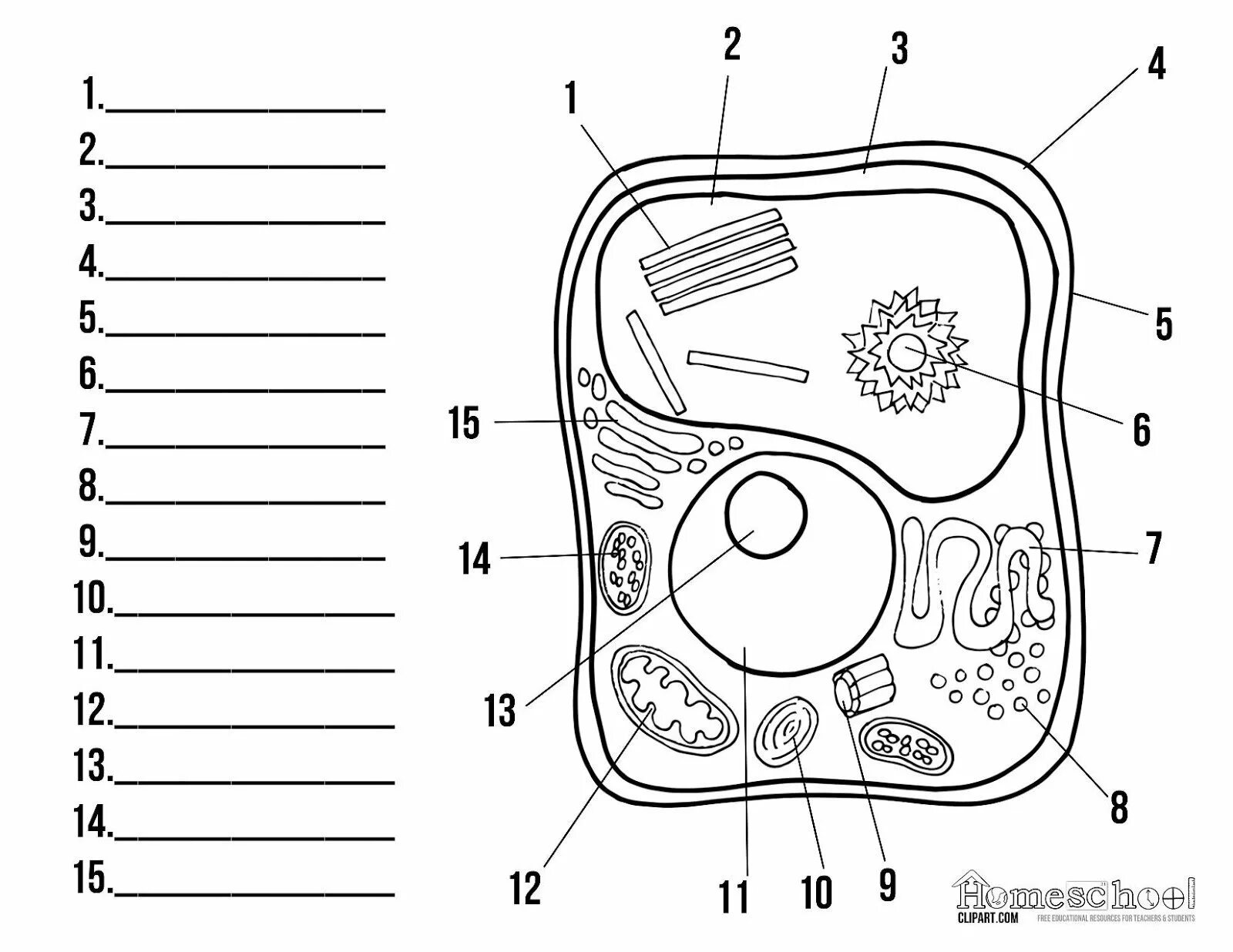 Plant cell structure #3