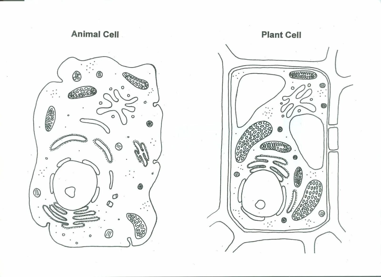 Plant cell structure #4