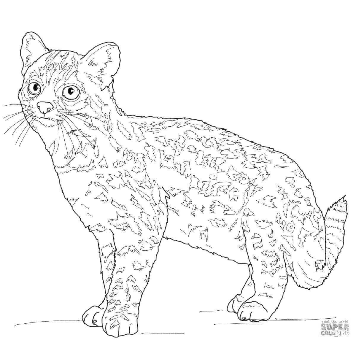 Coloring book playful caucasian forest cat