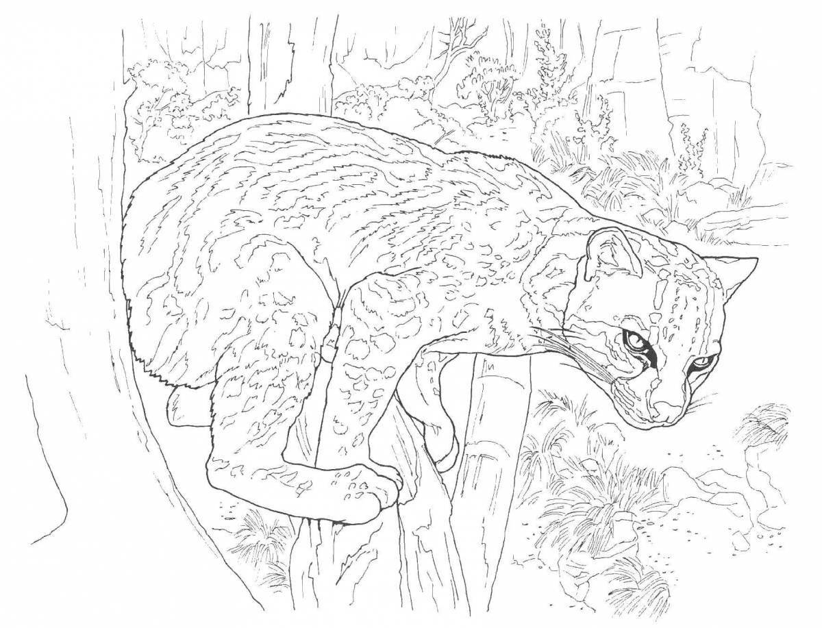 Coloring book ferocious Caucasian forest cat