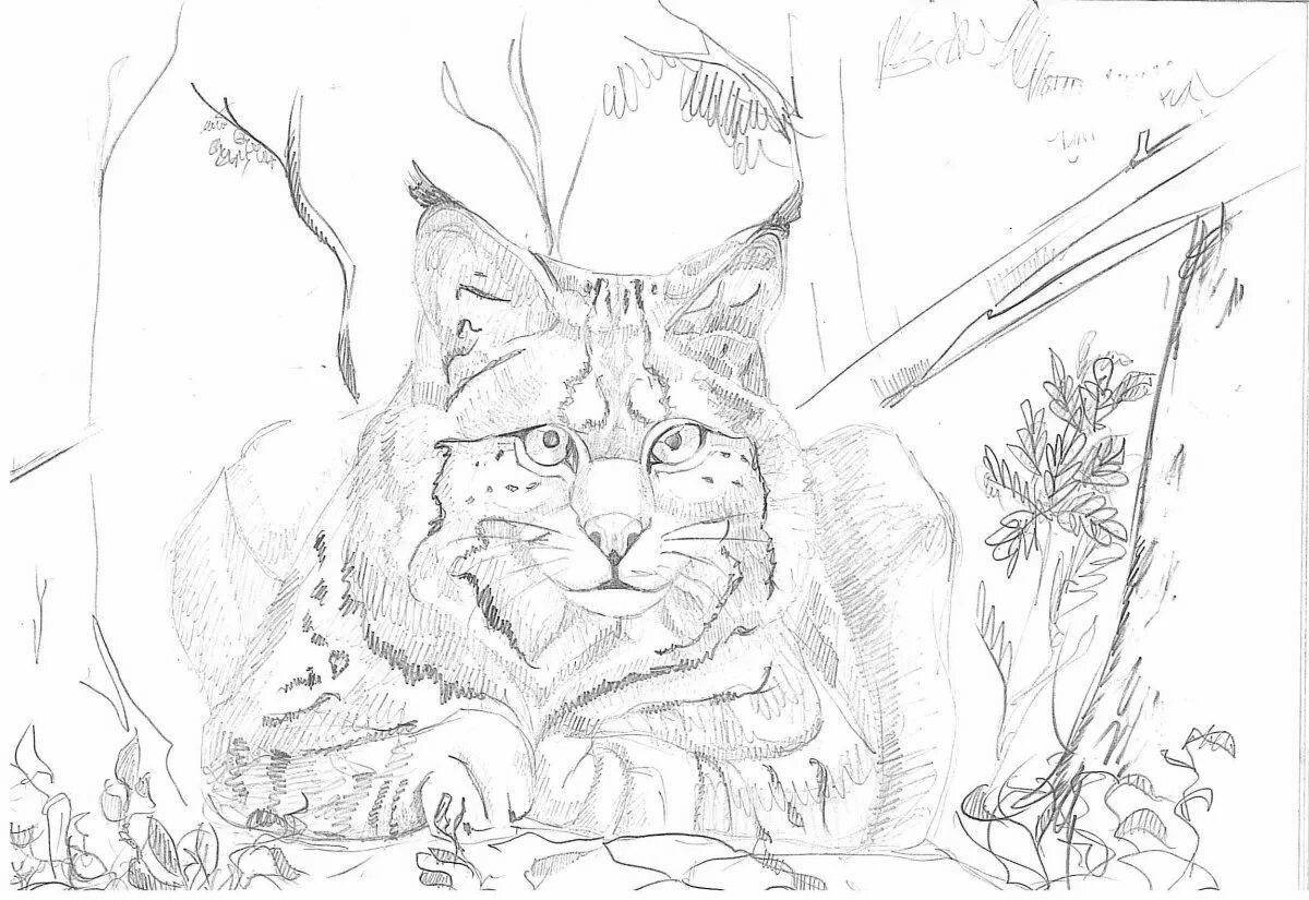 Coloring book fluffy caucasian forest cat