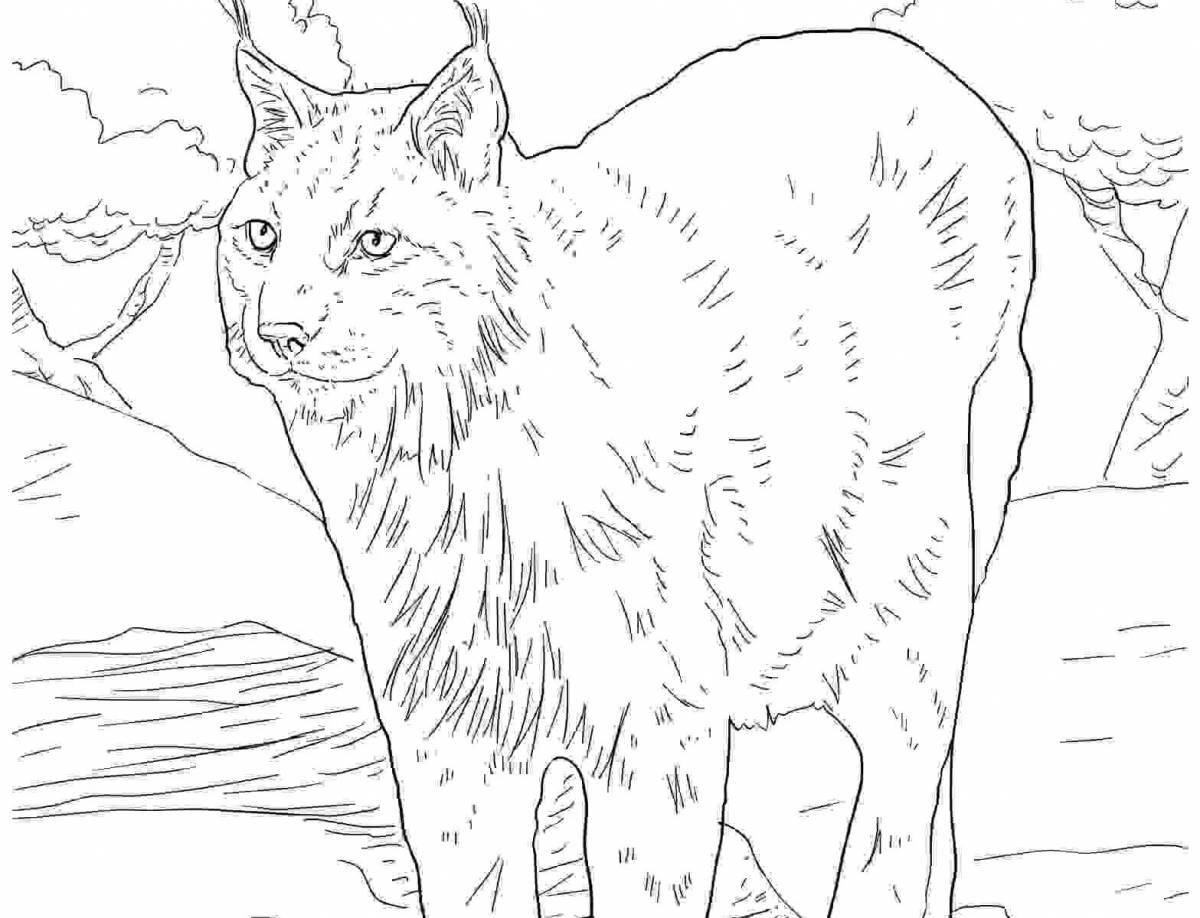 Coloring page elegant caucasian forest cat