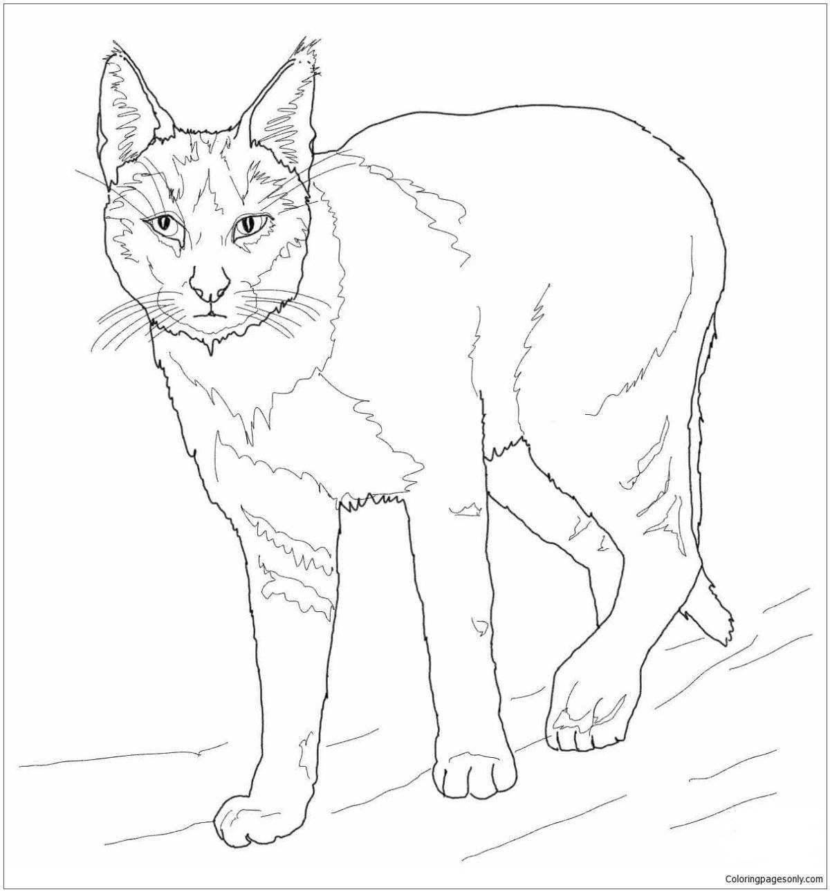 Раскраска милая кавказская лесная кошка