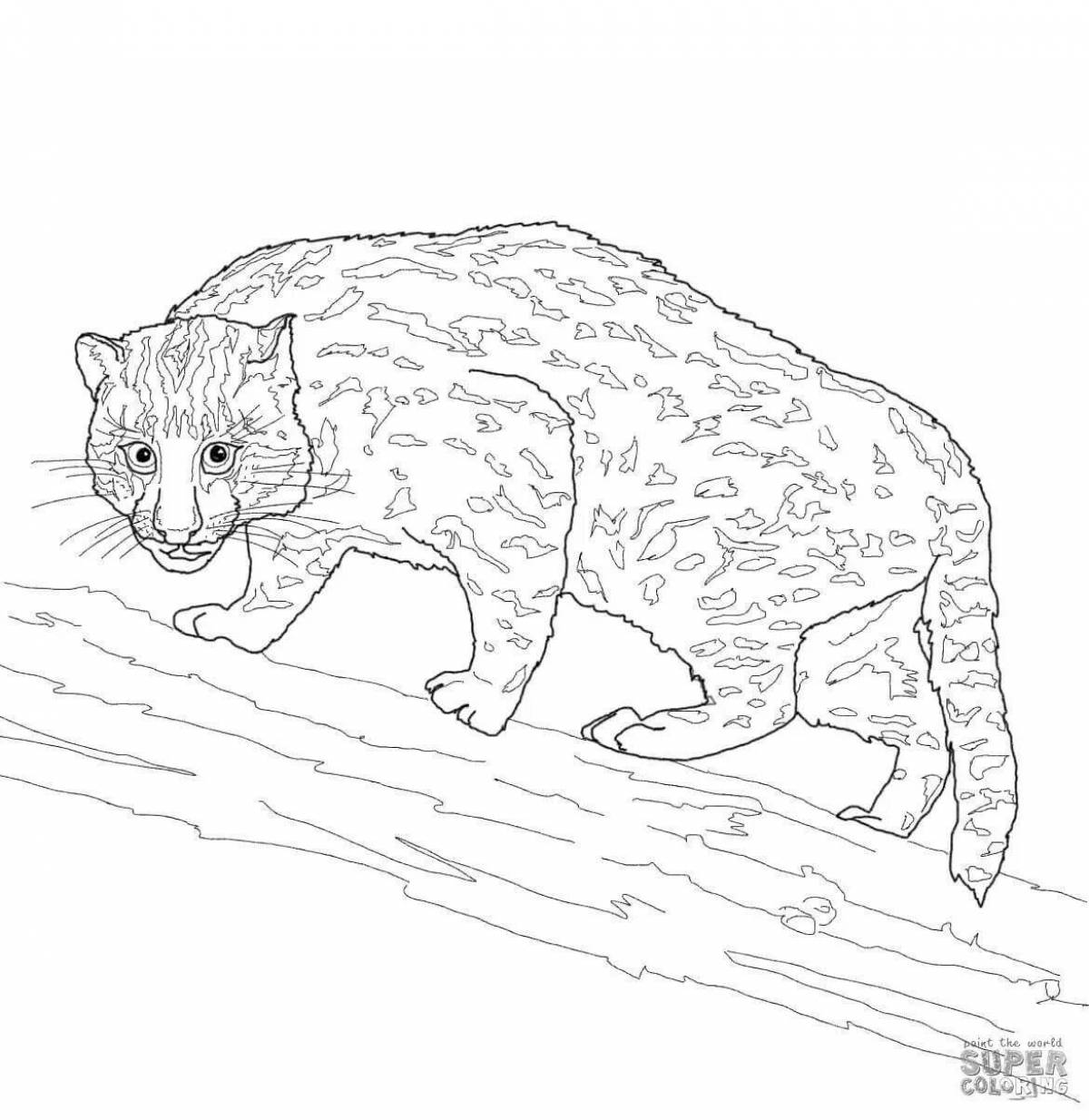 Coloring book colorful Caucasian forest cat