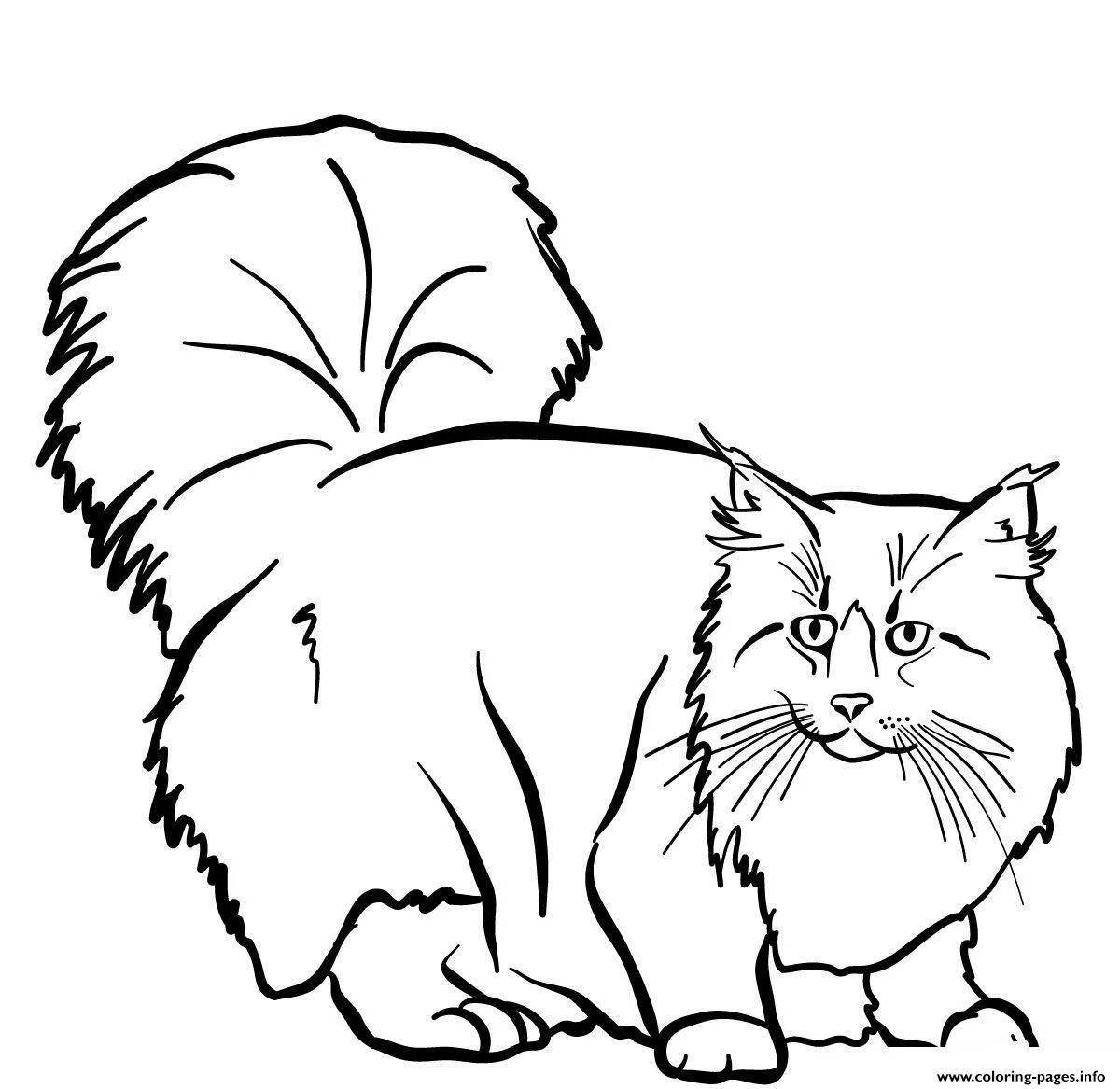 Раскраска экзотическая кавказская лесная кошка