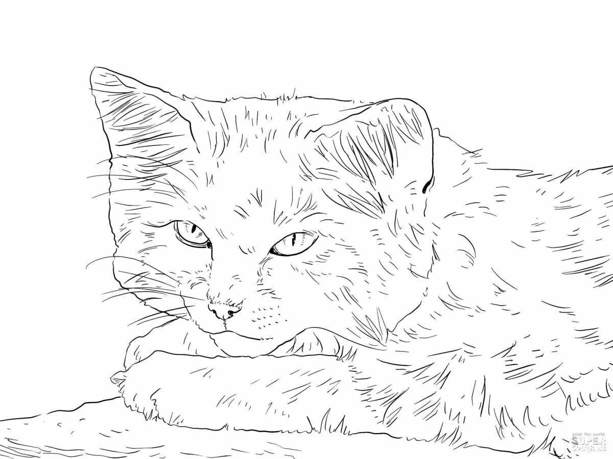 Раскраска великолепная кавказская лесная кошка