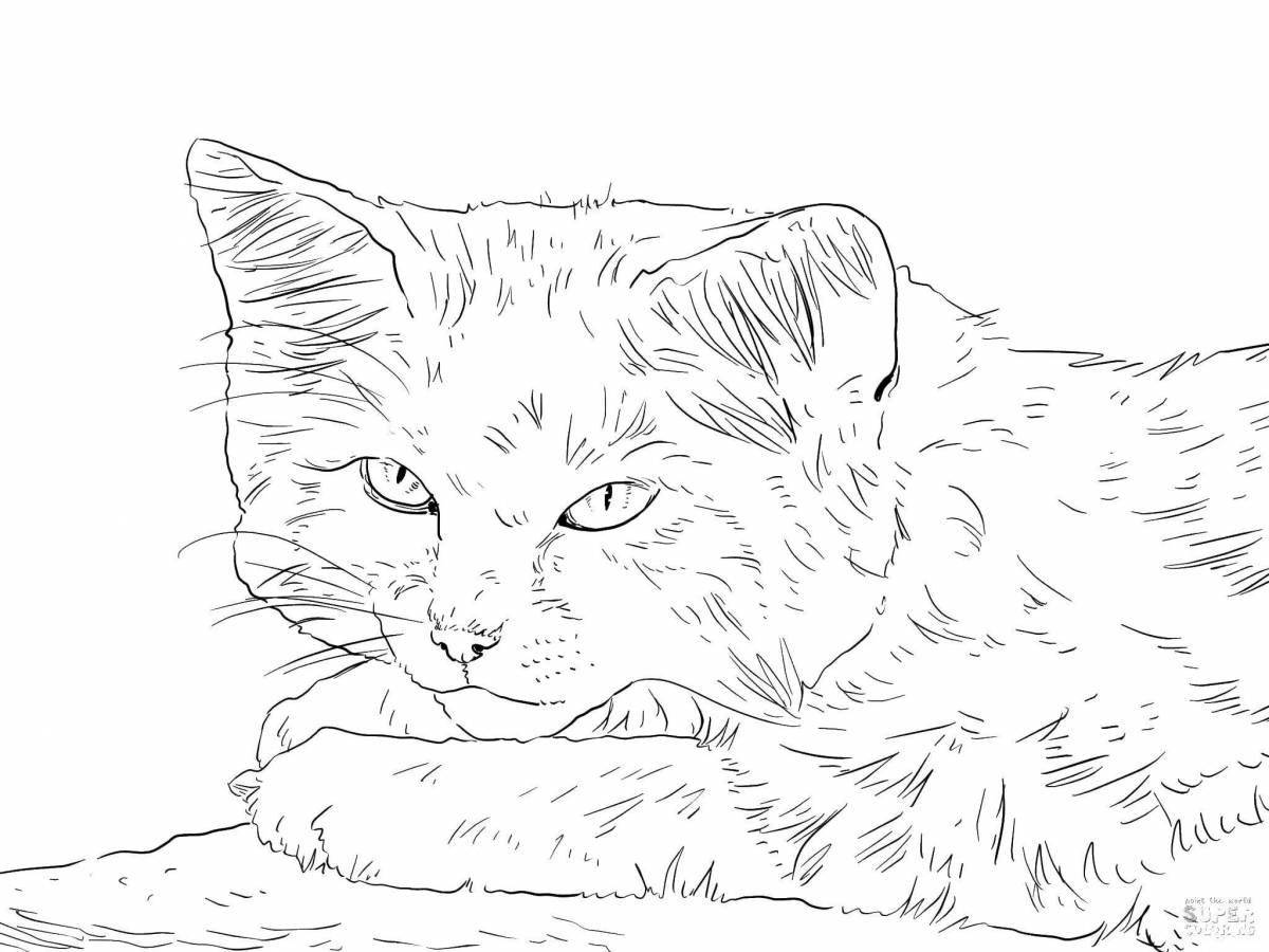Coloring book gorgeous Caucasian forest cat