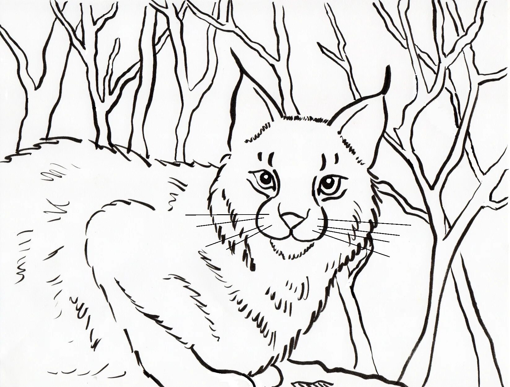 Caucasian forest cat #7