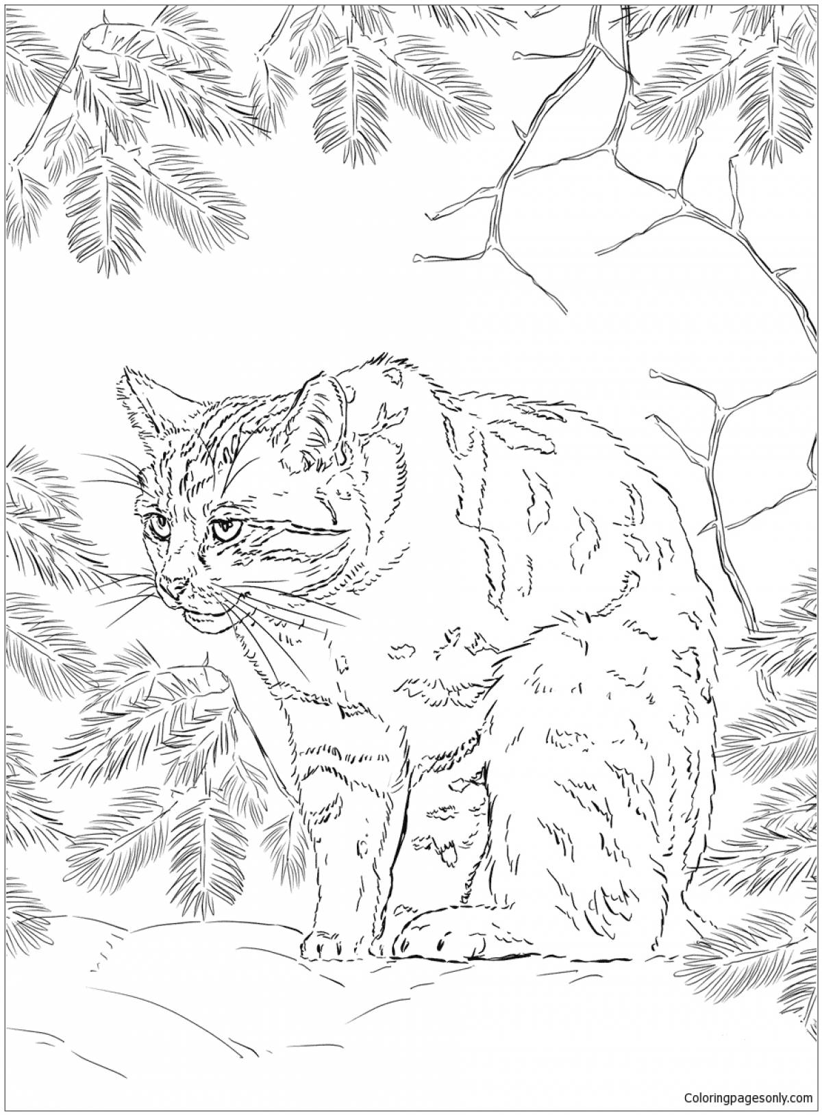 Кавказский лесной кот #13