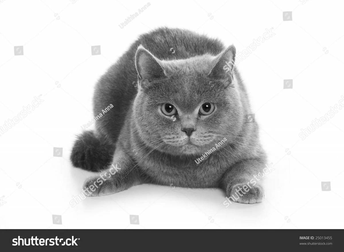 Раскраска очаровательная британская короткошерстная кошка