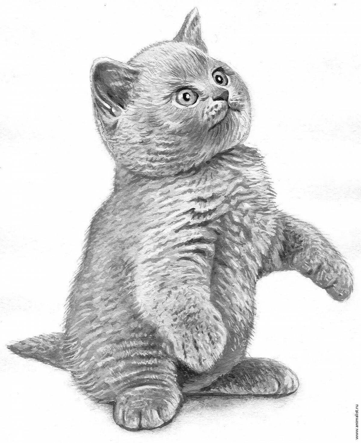 Majestic british shorthair cat coloring page