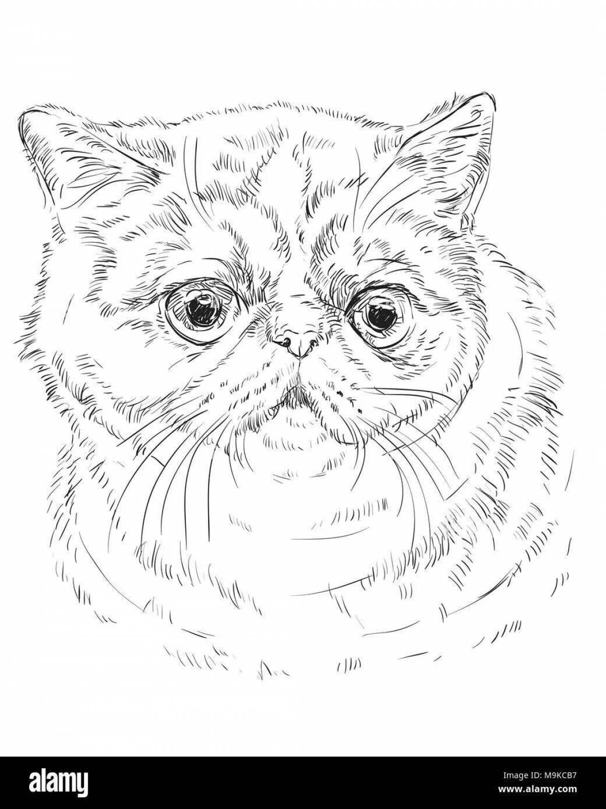 Раскраска милая британская короткошерстная кошка