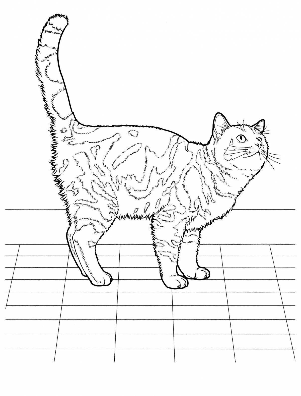 Cute british shorthair cat coloring book