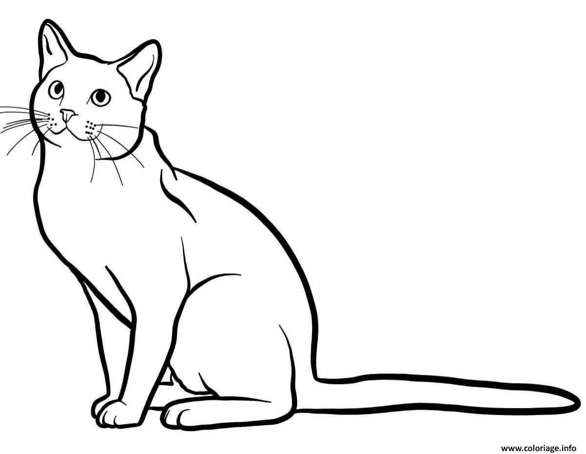 Раскраска яркая британская короткошерстная кошка
