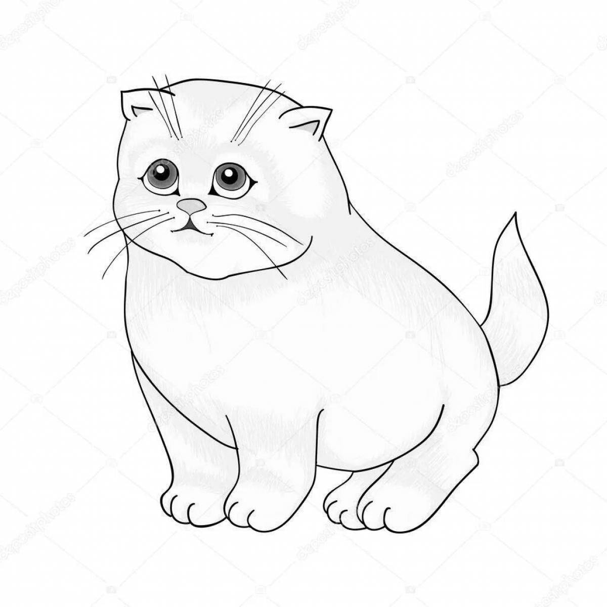Раскраска плюшевая британская короткошерстная кошка