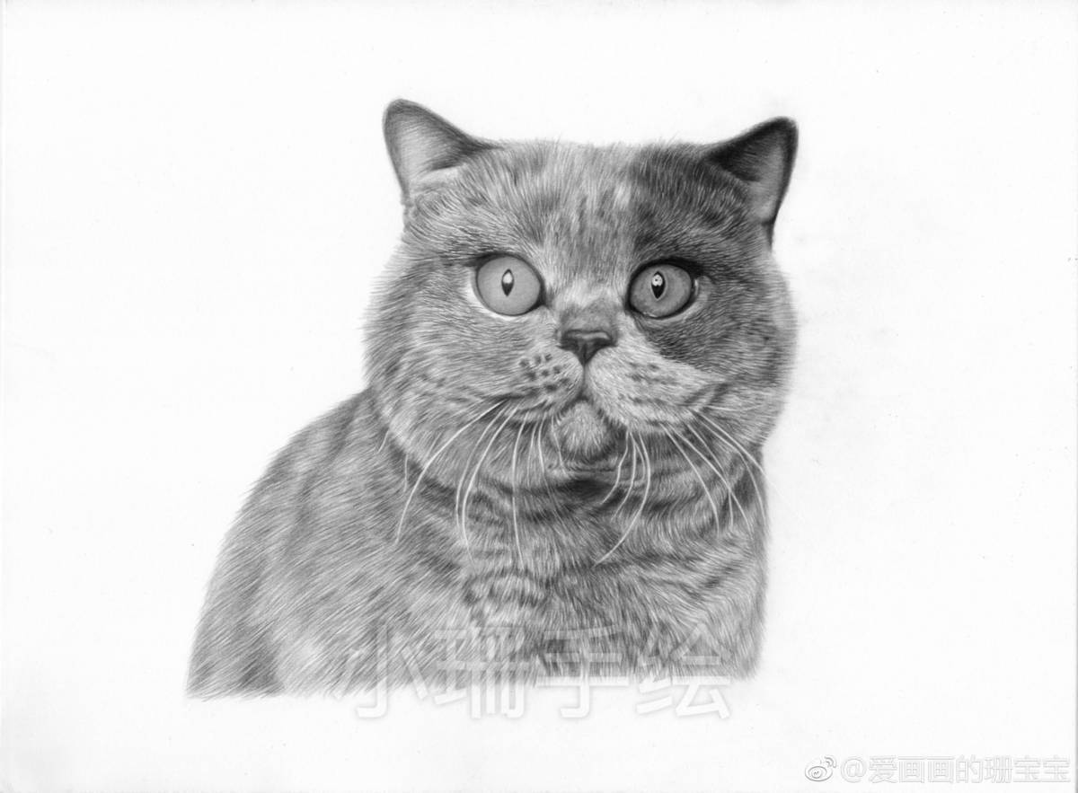 Coloring page loving british shorthair cat