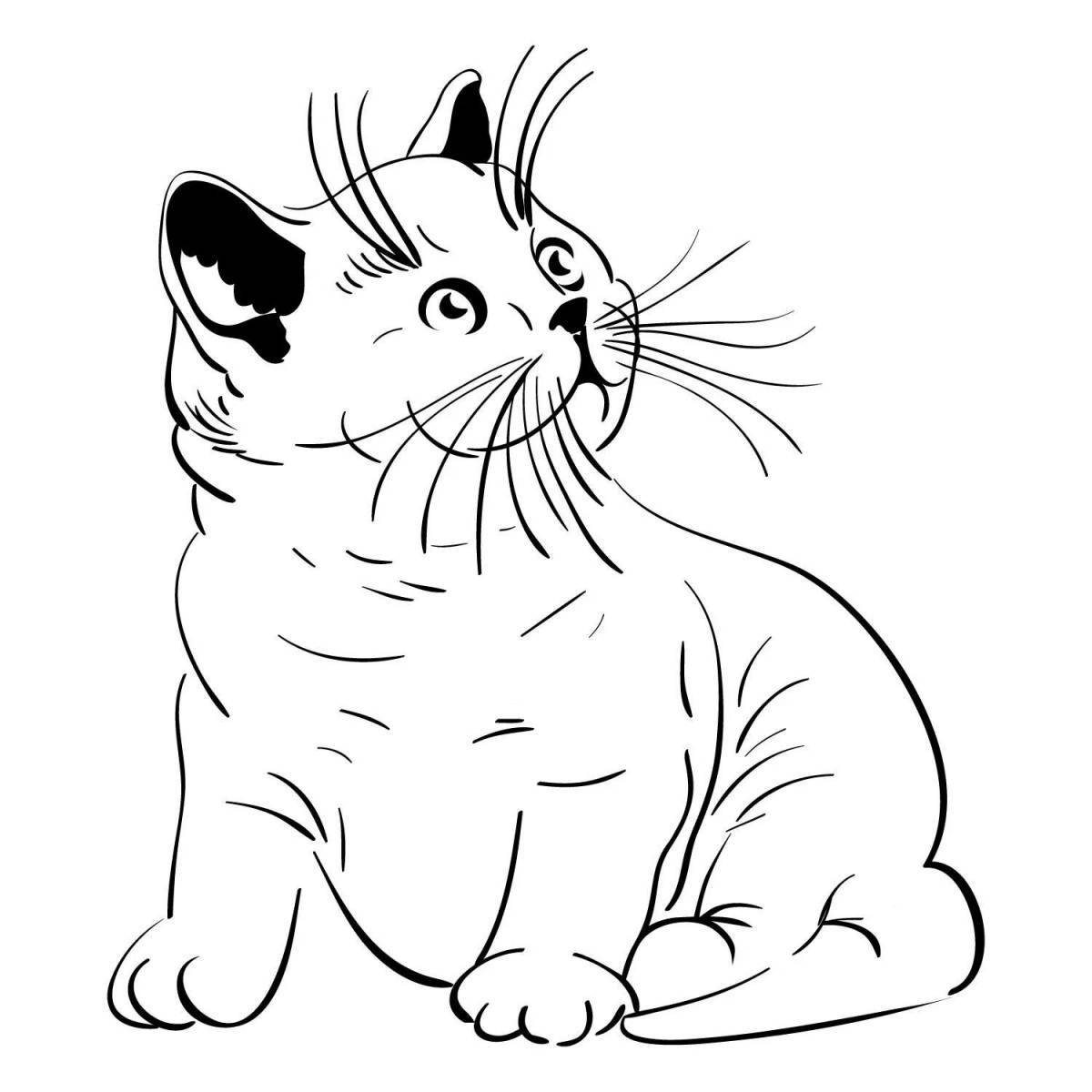 Раскраска веселая британская короткошерстная кошка