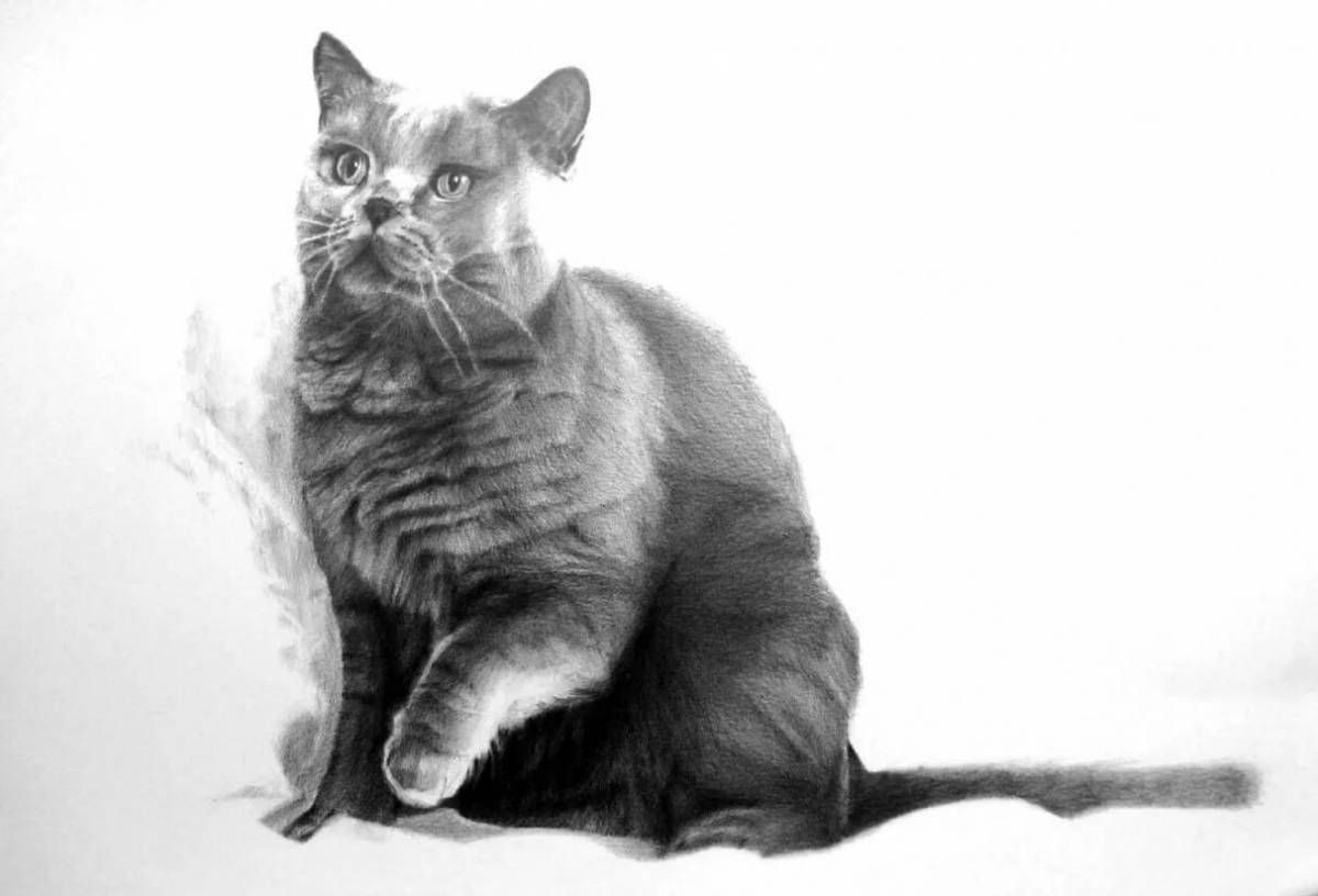 Раскраска дружелюбная британская короткошерстная кошка