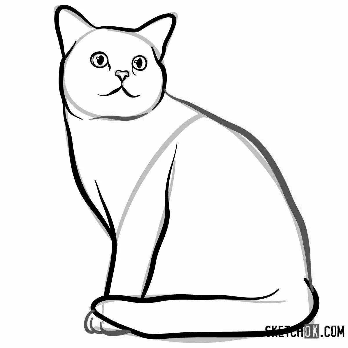 Раскраска безмятежная британская короткошерстная кошка