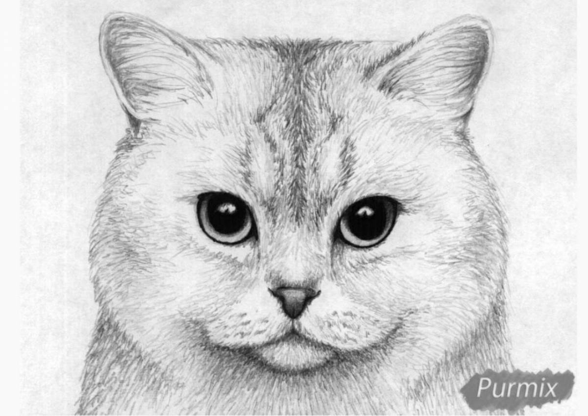 Раскраска симпатичная британская короткошерстная кошка