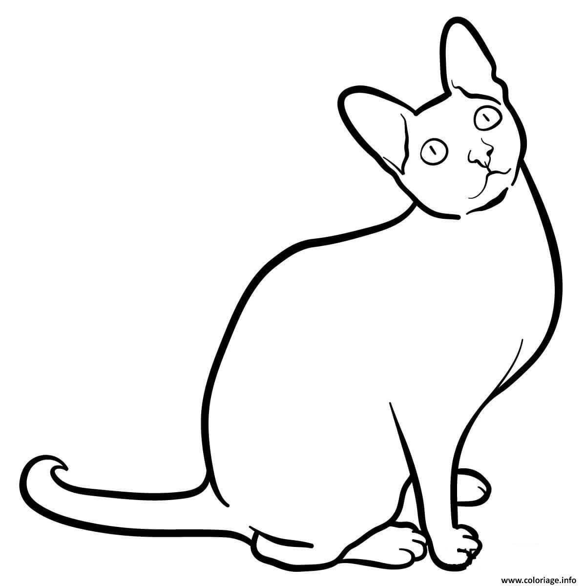 British shorthair cat #4